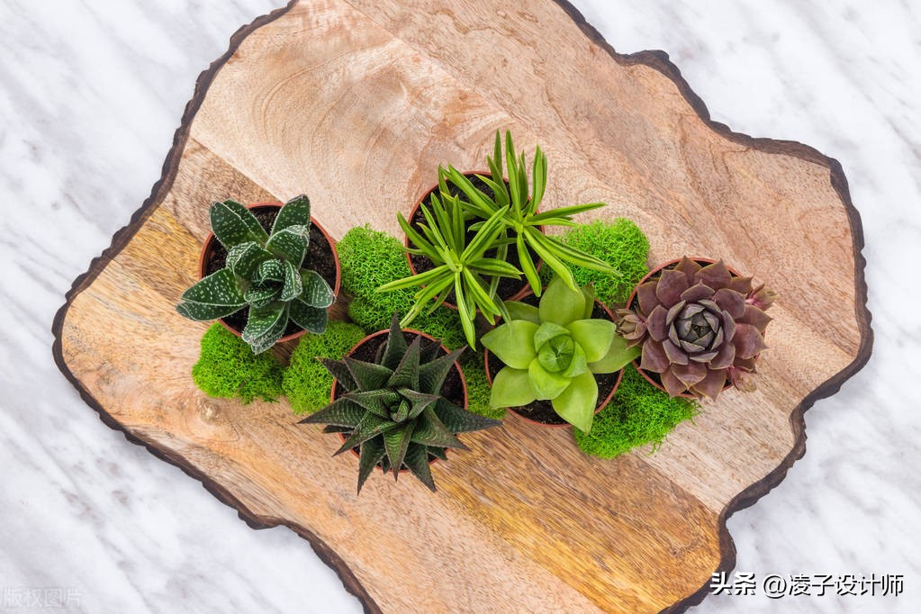 新房装修吸甲醛的绿植,吸附甲醛带香味的绿植