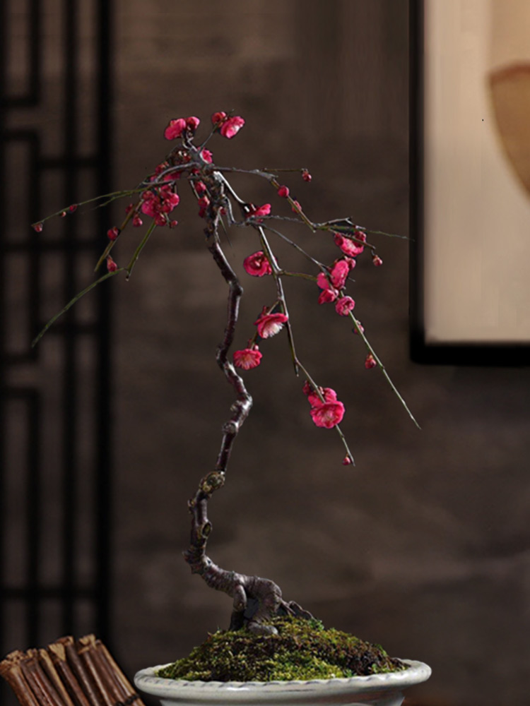 百花齐放春意浓群芳争艳,百花齐放喜迎新春