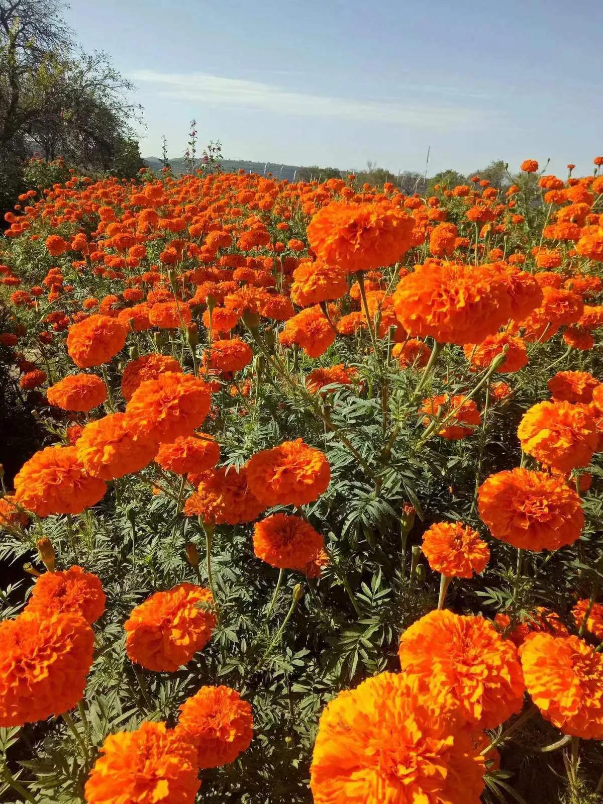 中秋考察葛家洞——葛洪在民间治病采用药物种类功效及养生方法