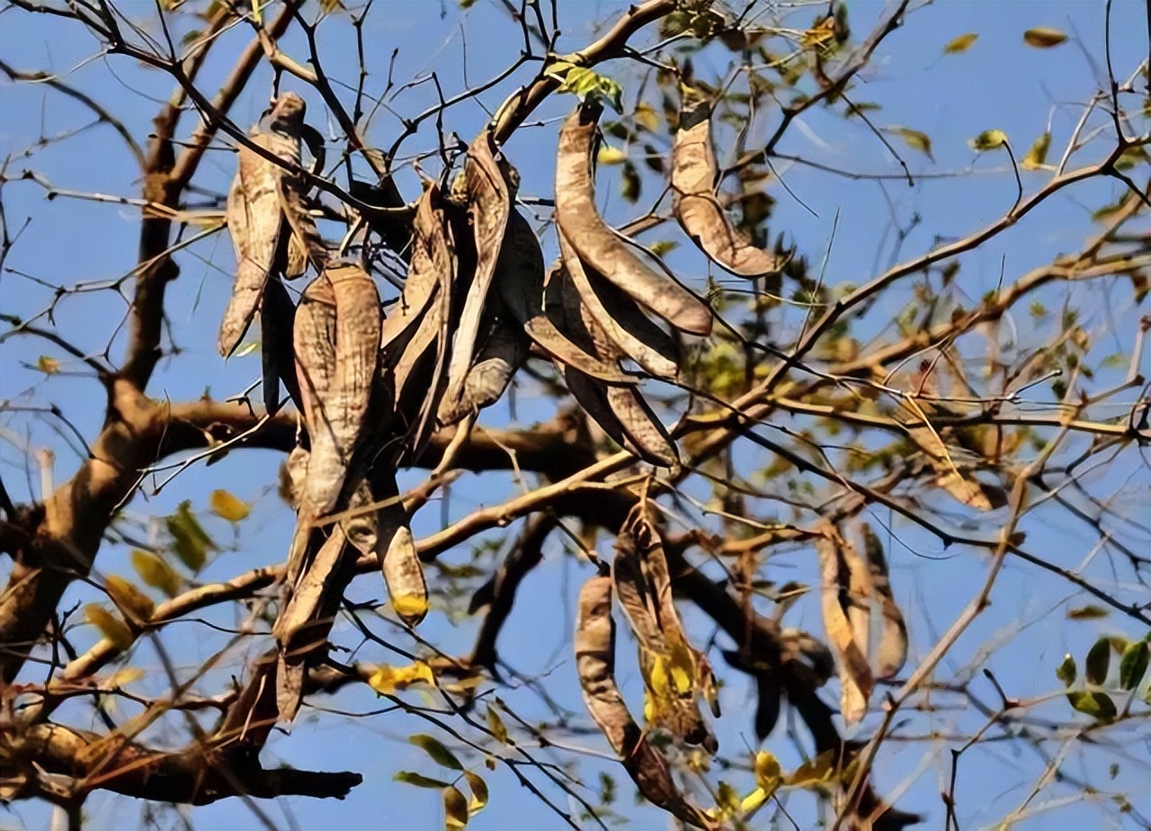 桃胶皂角米能养颜美容吗,吃桃胶雪燕皂角米可以淡斑美容吗