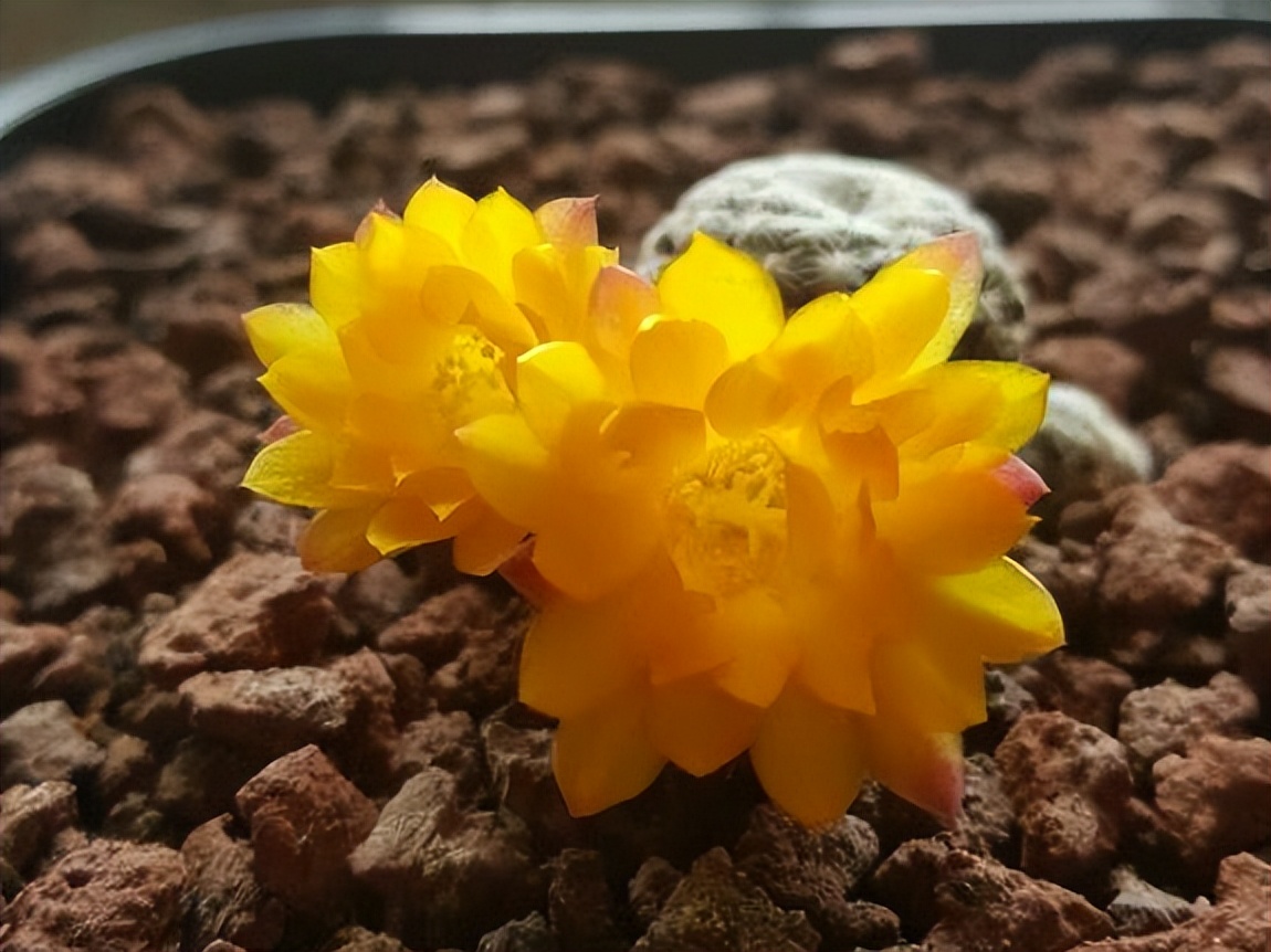 仙人球红宝石开花图,仙人球红彩玉开花