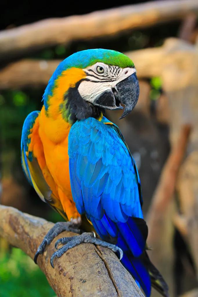 图片欣赏-金刚鹦鹉