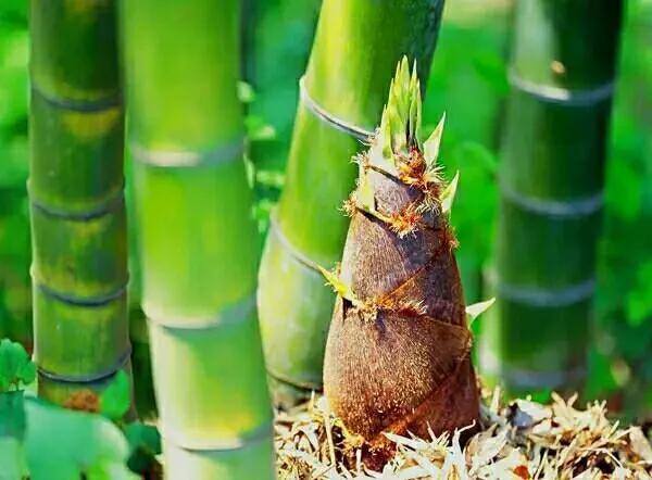 菜篮子民生故事,菜篮子故事