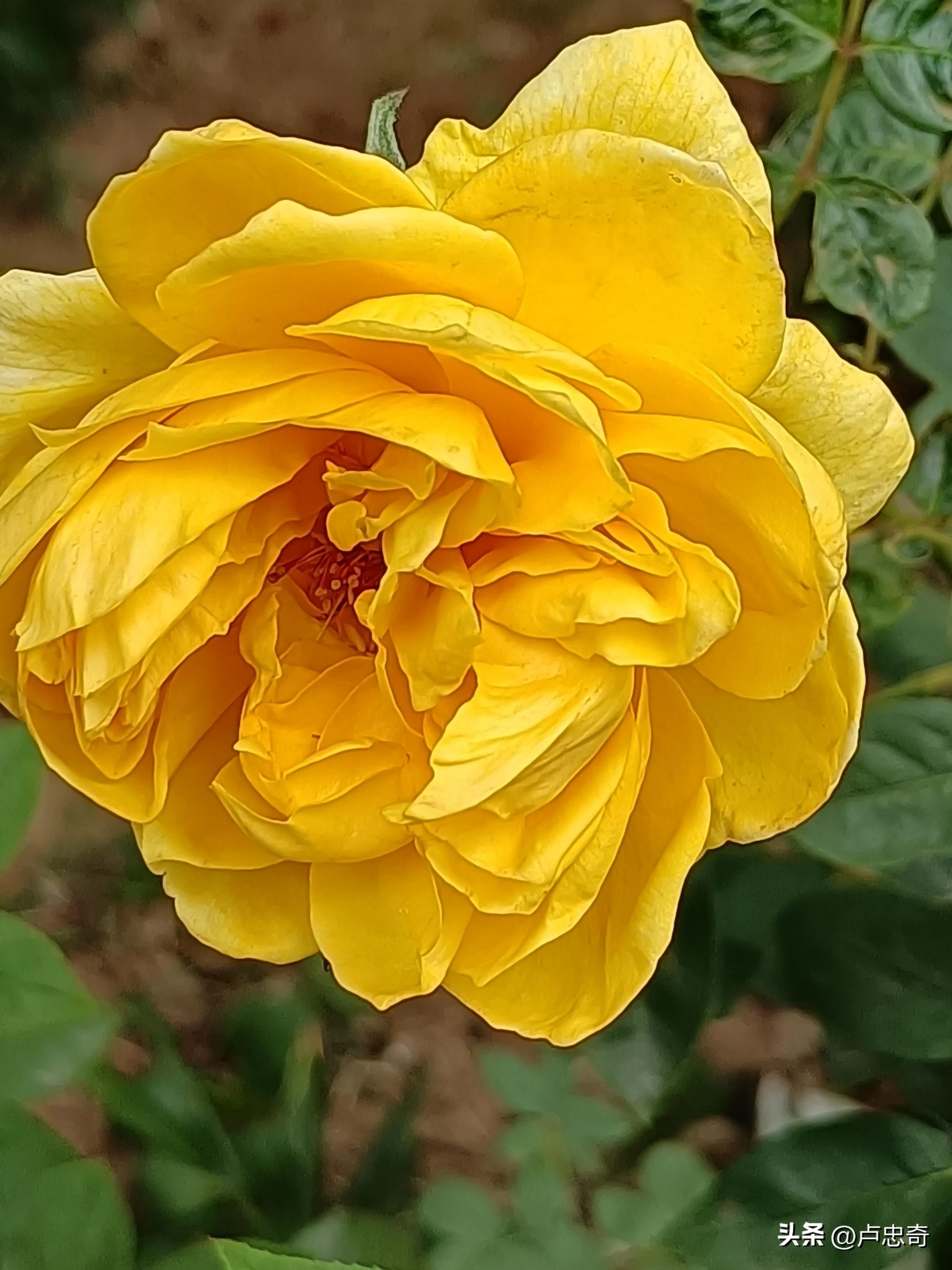 鐜嬪┒灏忚缁撳眬鐭ヤ箮,閭诲眳灏忚涓嬮泦