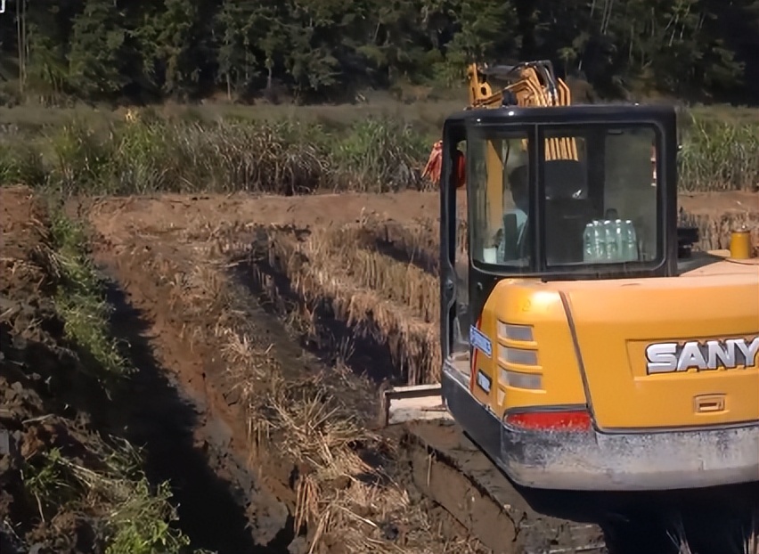 小伙创业一亩田养鱼能挣多少钱,年赚600万的稻田养鱼