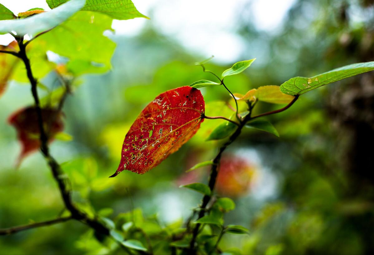 青山隐隐水迢迢秋尽江南草未凋,青山隐隐水迢迢杨再春书法欣赏