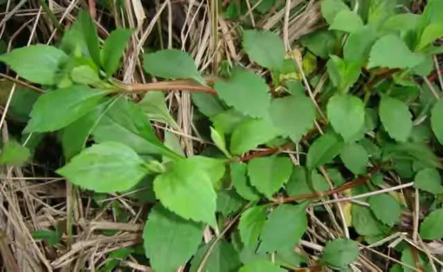 野菜苦斋婆,野菜界榴莲河南