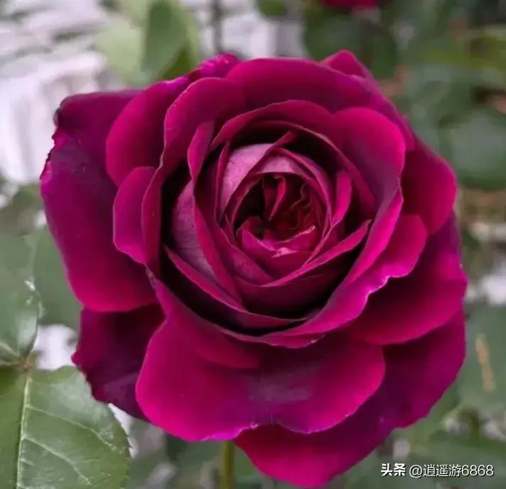 欧月皇宫深紫色月季花,月季花美图