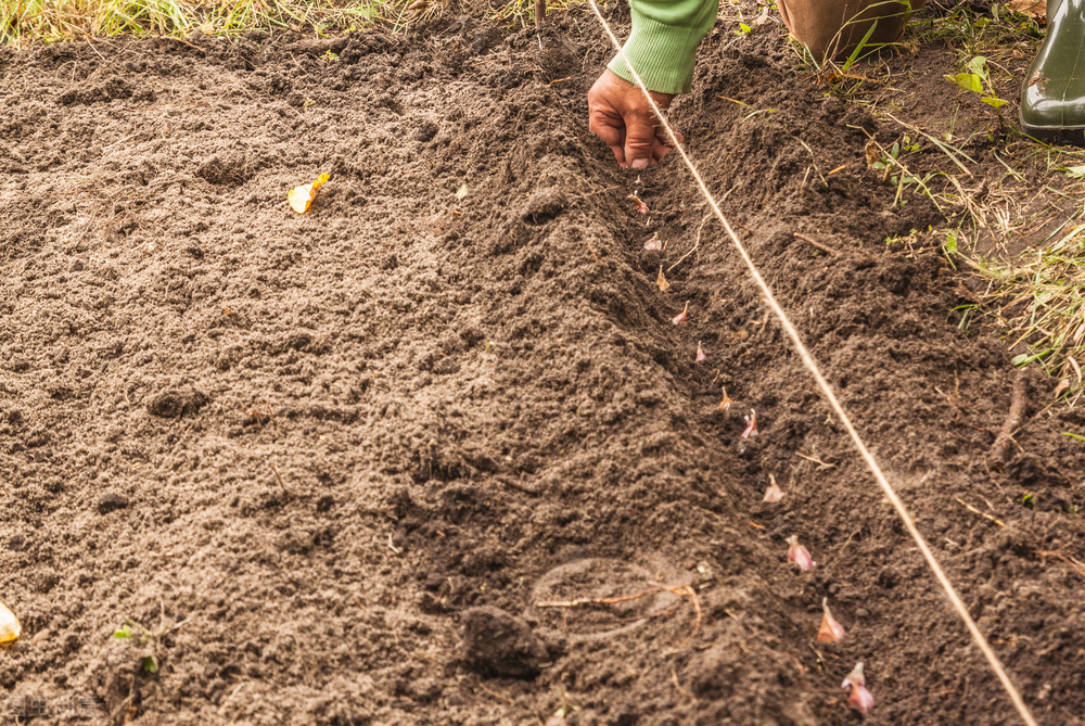 霜降种植大蒜晚吗,露地大蒜怎样才能安全越冬