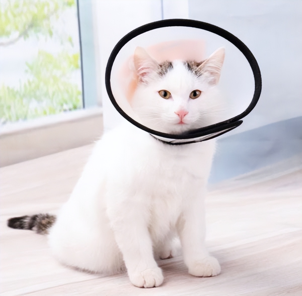 公猫拆蛋后的样子变化,公猫拆蛋后的变化