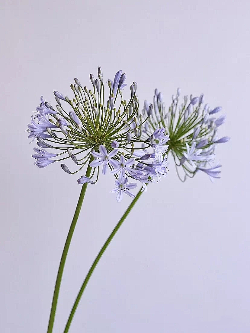 花艺教程花材打理知识,花艺教程常用花材及叶材有哪些