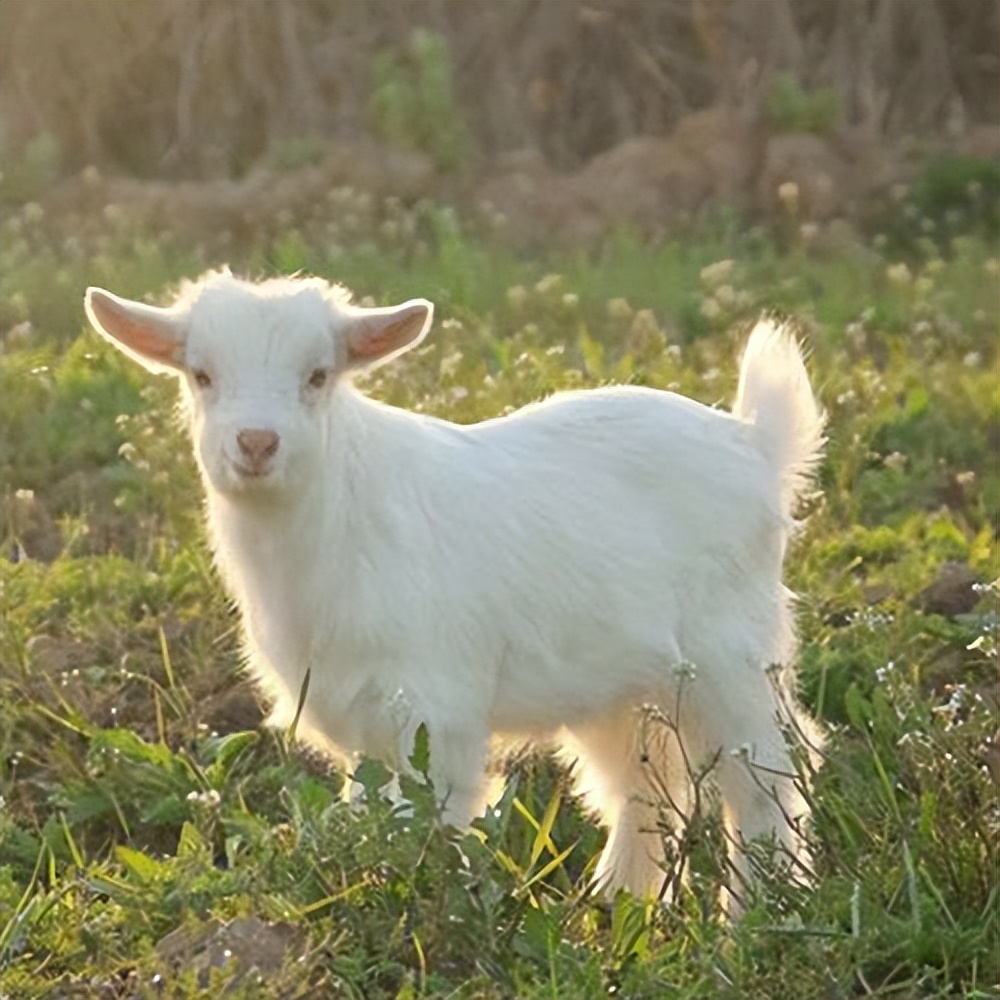 羊口蹄疫快速治疗方法,羊口蹄疫怎么治最快