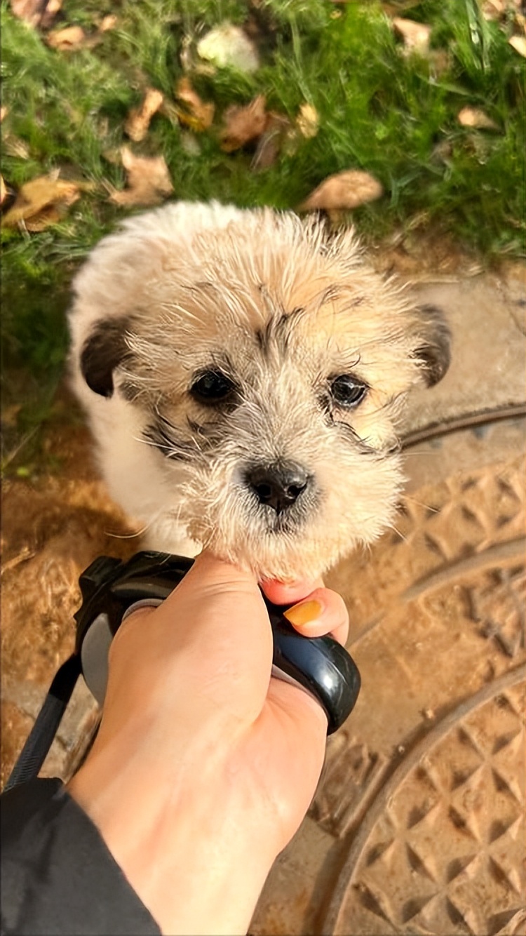 别管养什么狗，这些“忌讳”不要犯，不然它会翻脸！