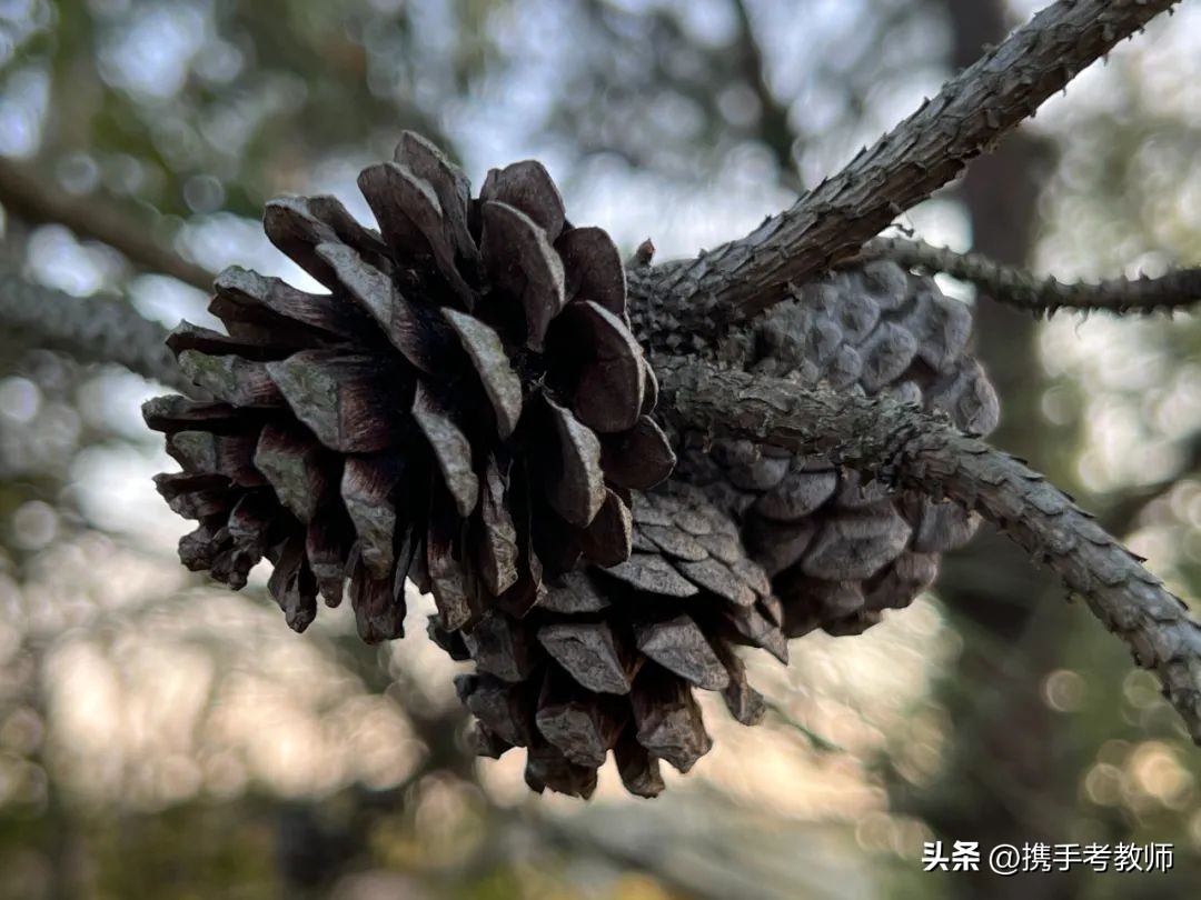 茂盛开花的马尾松,植物专栏蓝花草