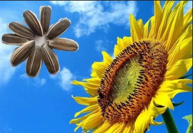 食用油挑花眼怎么办,食用油应该怎样选