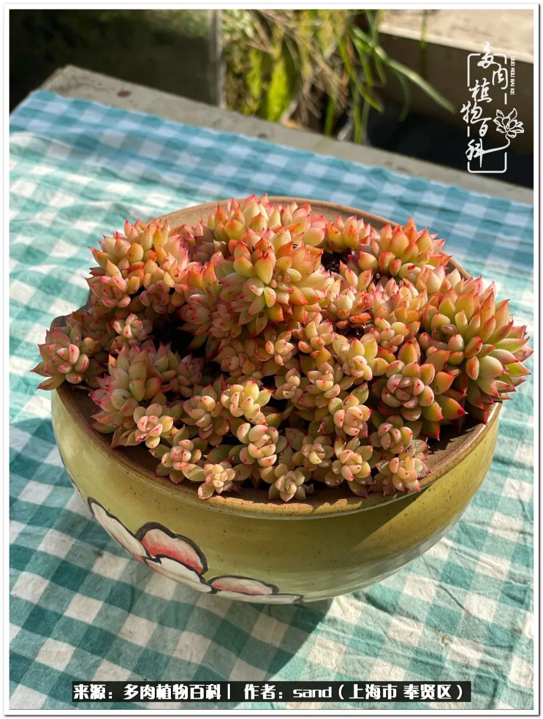 养点花草给生活添点乐趣,养点花花草草心情自然会好