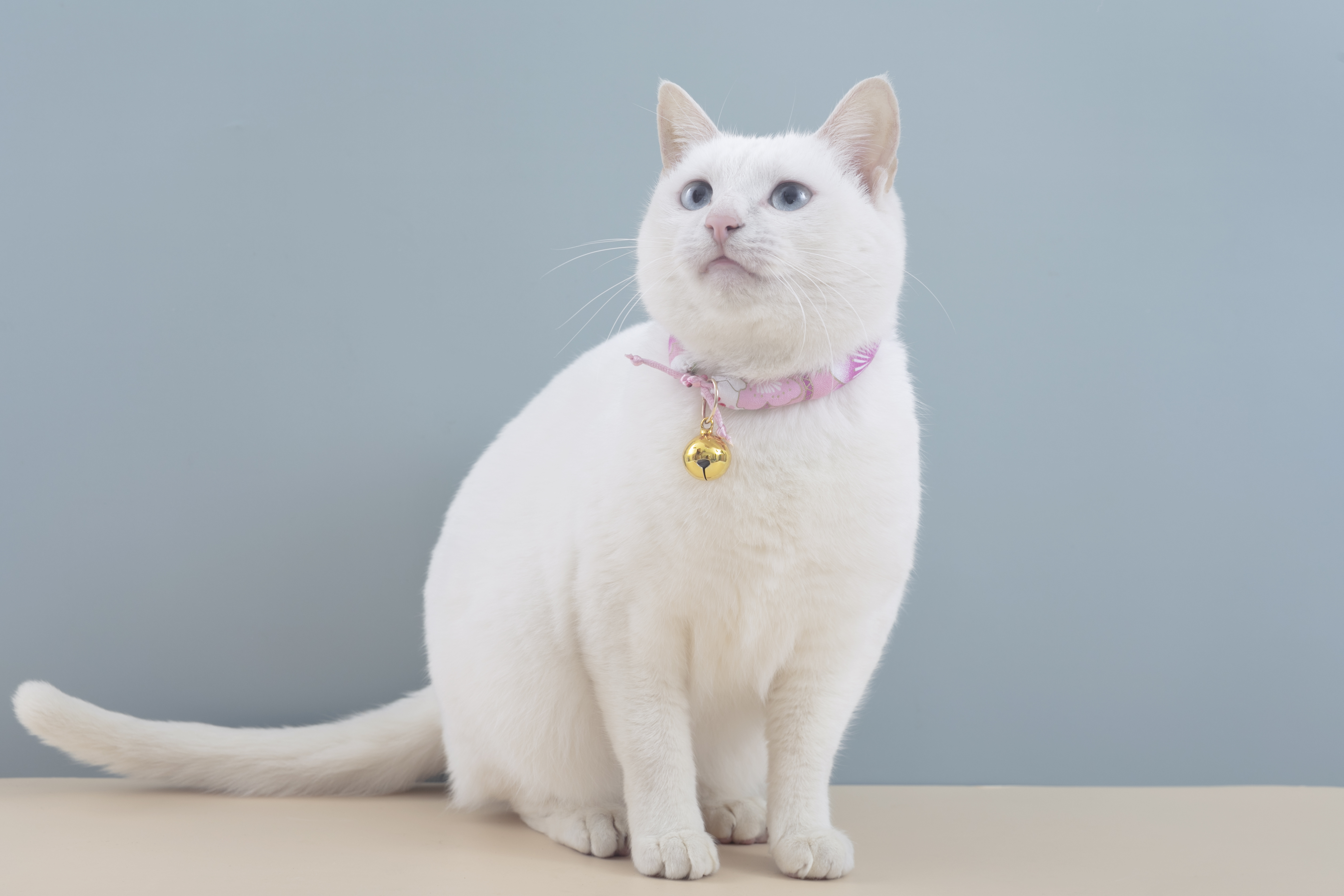 摩瑞科普-新手铲屎官集合啦