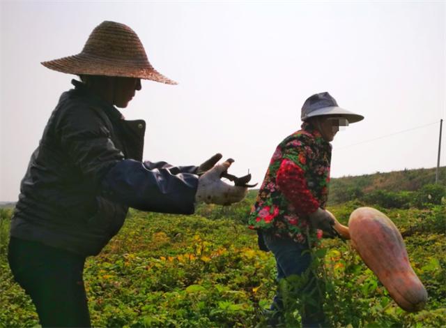 女子偷瓜落水身亡案判决,大妈偷南瓜溺水身亡家属索赔13万