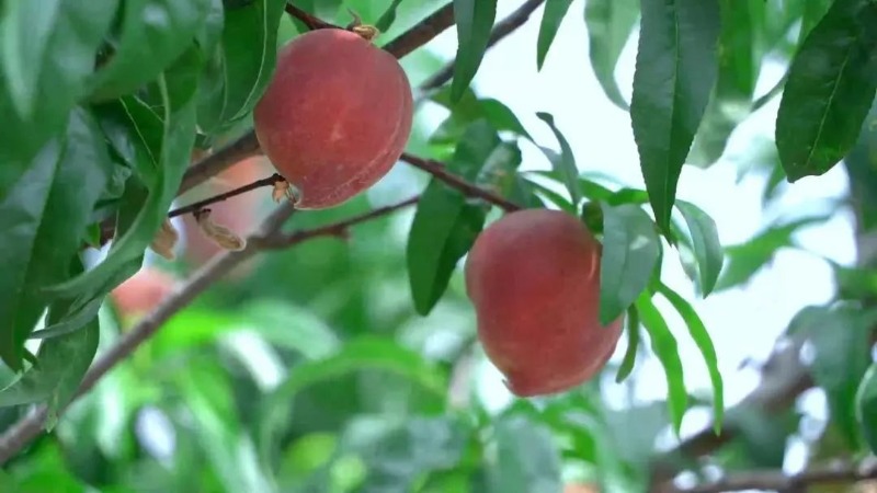 这个夏天带你吃西瓜和雪糕,西双版纳最值得买的水果