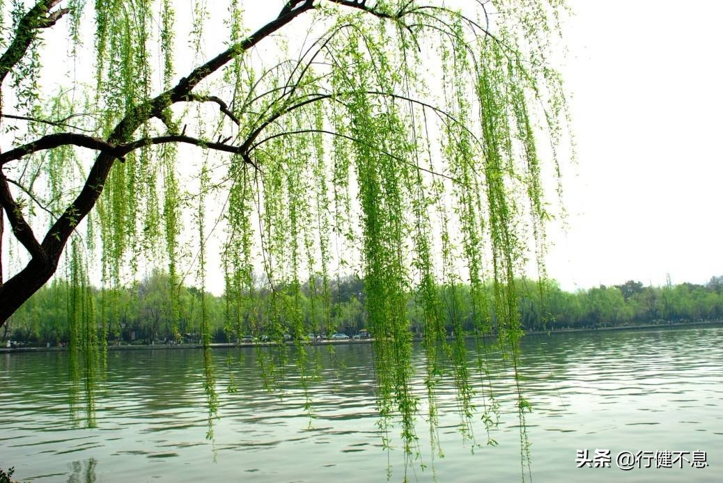 经典咏柳宋词,关于咏柳著名诗句及其赏析