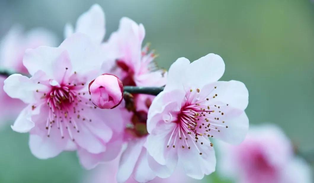 关于桃花的七言绝句古诗,5首久不见经传的桃花诗值得一读