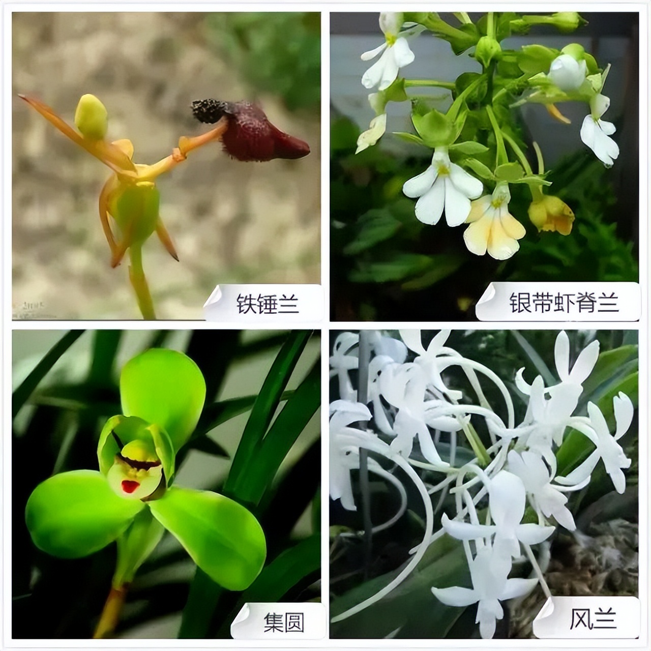 常见兰花品种图片名称及介绍大全,各种兰花品种名称及图片大全