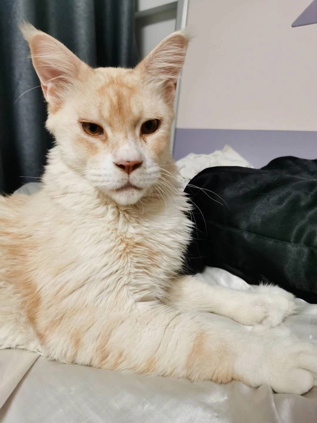 缅因猫养公的还是母的好,养一只缅因猫一个月要多少钱