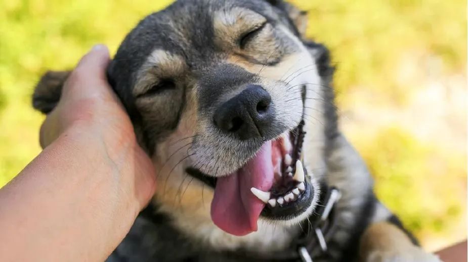 狗狗掉牙注意什么,狗狗掉牙的处理方法