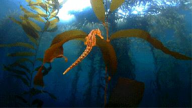 北极新发现甲烷了吗,北极甲烷大爆发是哪一年