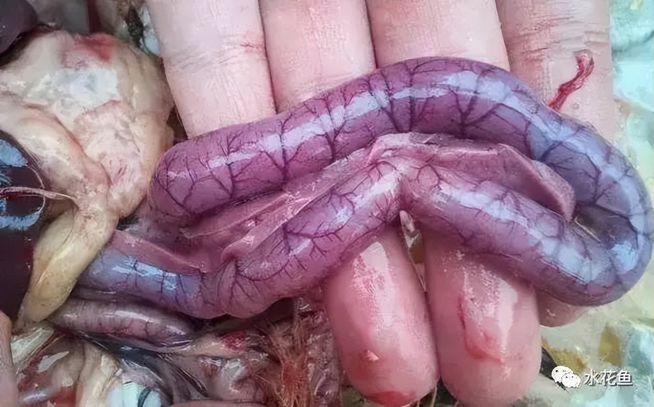 细菌性败血症鱼怎么治,淡水鱼败血症治疗