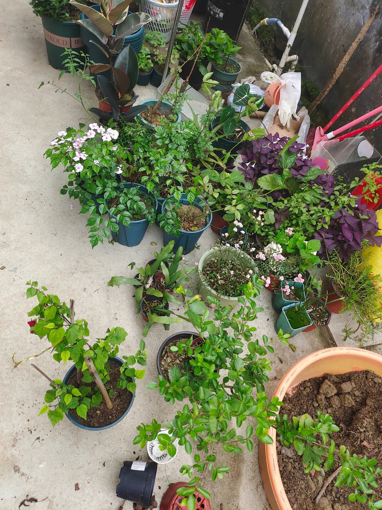 植物施肥的方法和注意事项,花卉施肥什么肥最好