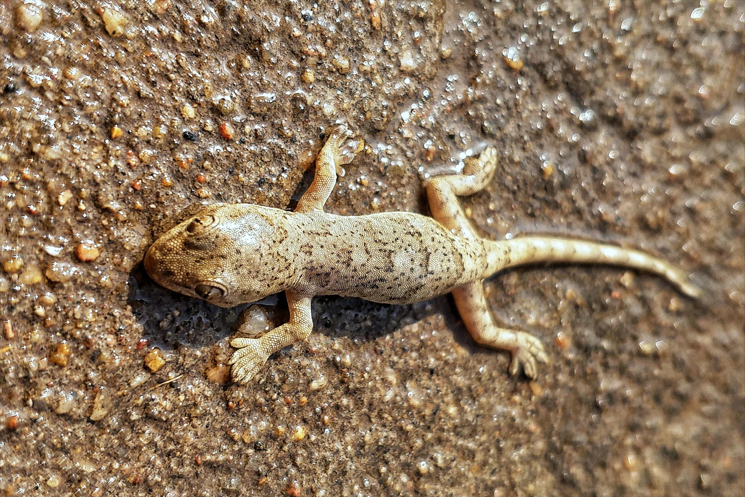 壁虎都是从什么地方进入家里的,壁虎到家里了怎么办