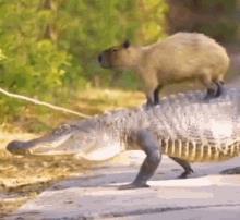 水豚喜欢一动不动,水豚为啥喜欢在水里