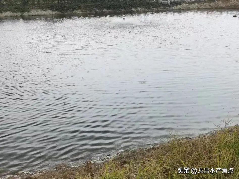 泥鳅养殖用什么池塘养殖好,泥鳅池塘养殖方法和技术