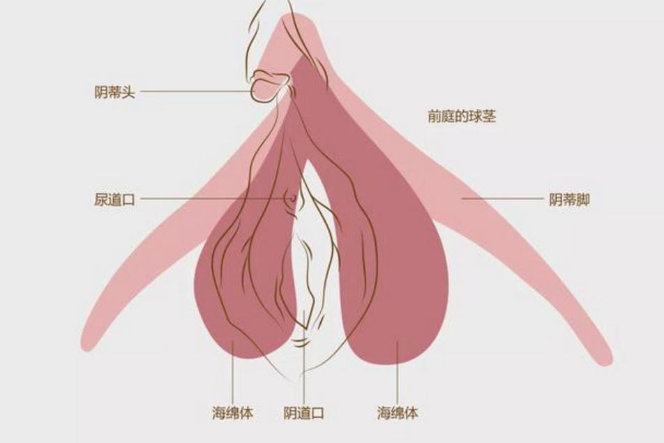 女孩子海绵体破裂的原因,女性海绵体受损有什么表现