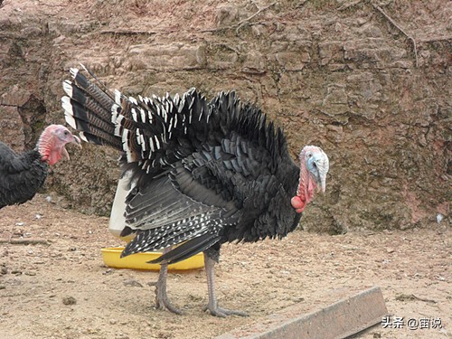 火鸡是否适应寒带地区养殖,火鸡养殖及营养价值