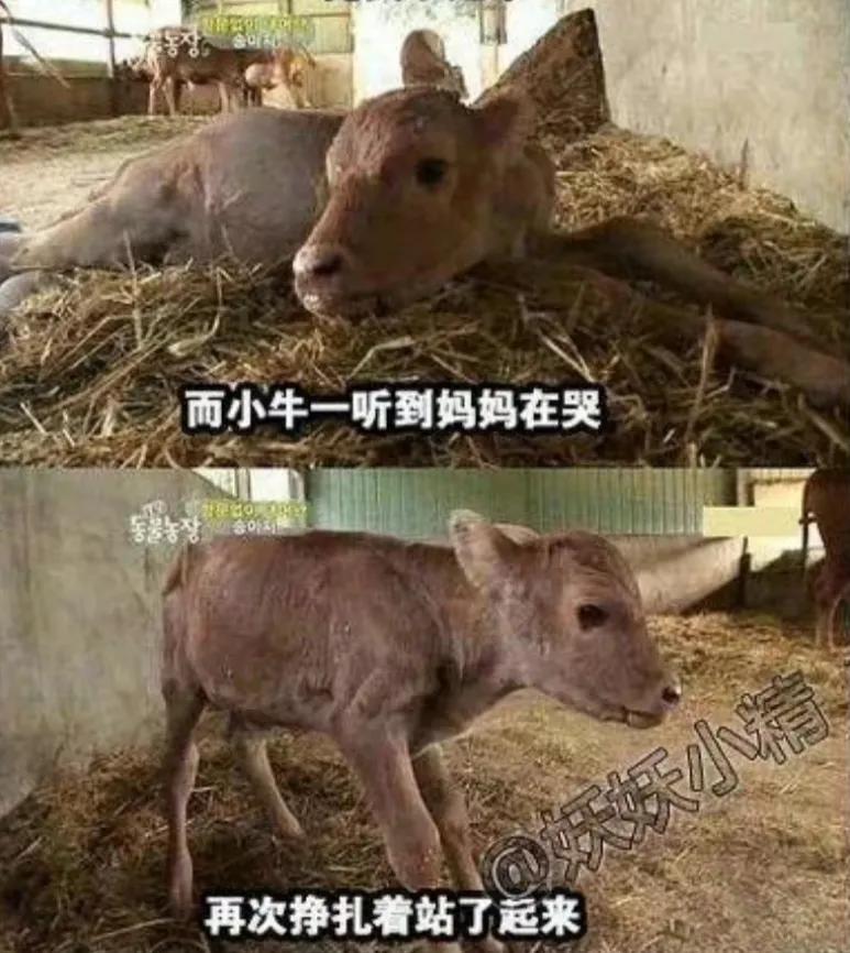 出生时没有肛门，有人却说要养他一辈子