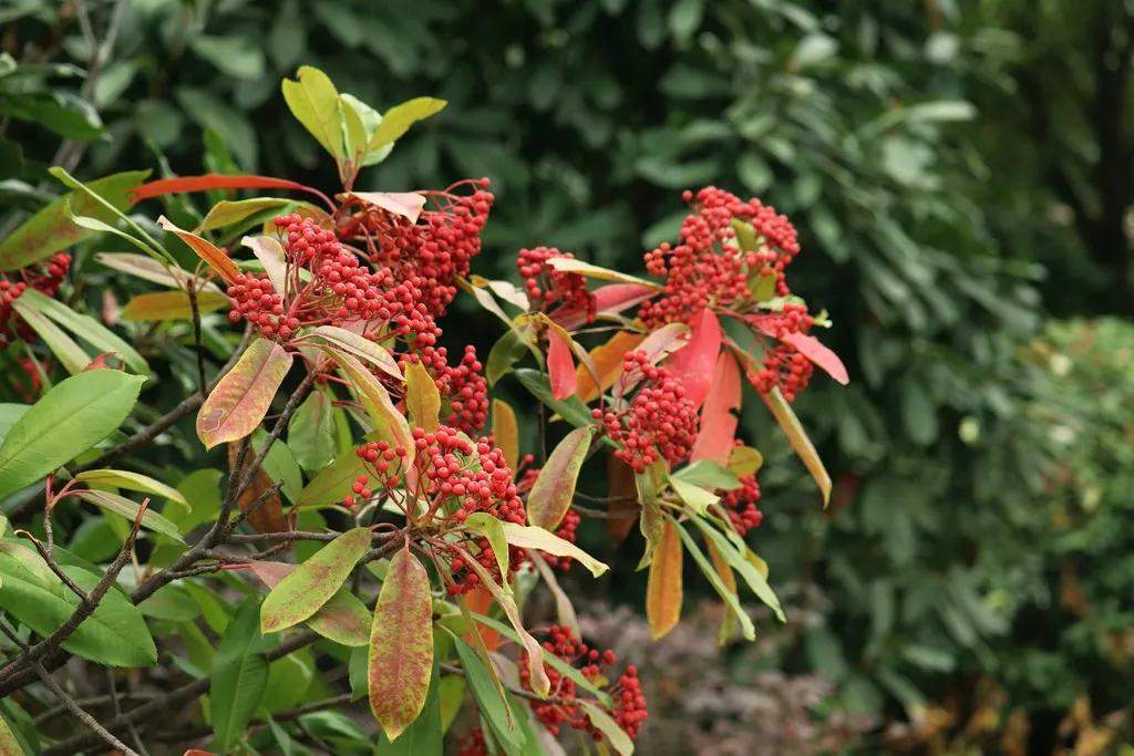 你怎么知道石楠花,你能接受石楠花吗