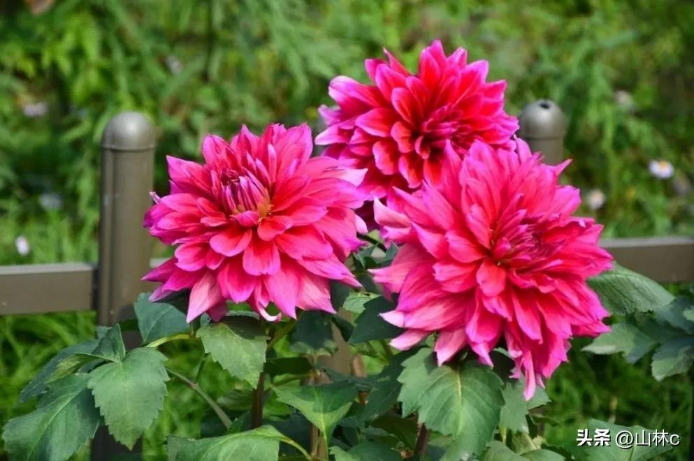 各种各样的鲜花尽情开放争芳斗艳,各种颜色的鲜花开得好美丽动人