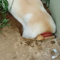 哪种狗最好养又省钱又可爱,推荐三款比较好养的狗