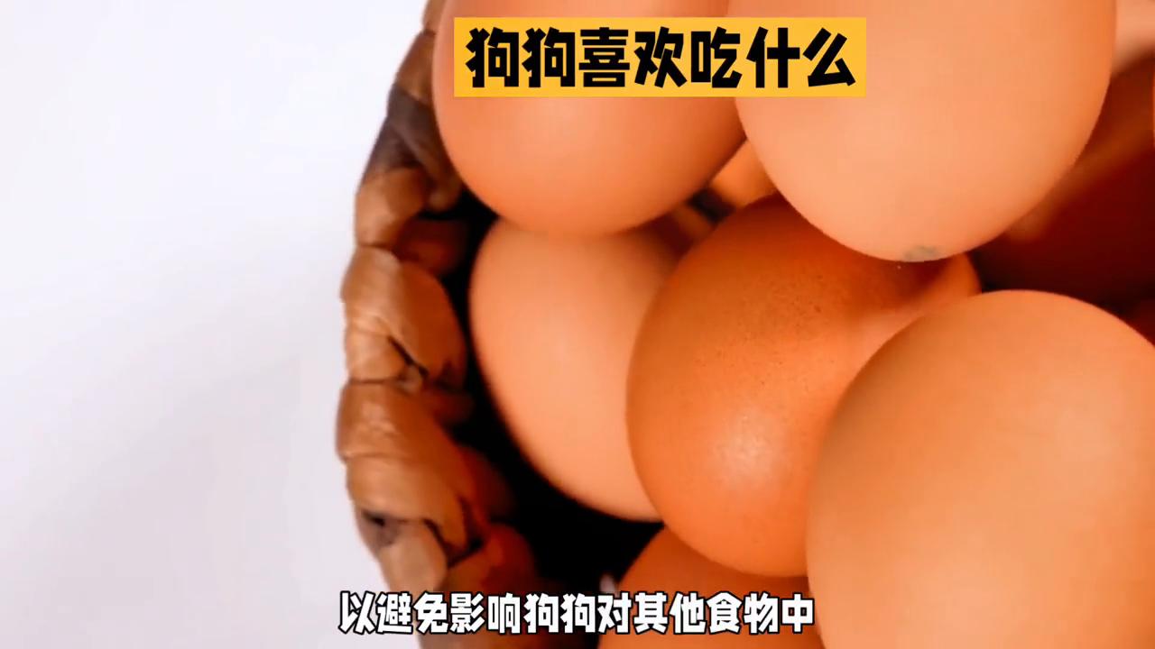 狗狗喜欢吃的一些美食,狗狗看到喜欢的食物