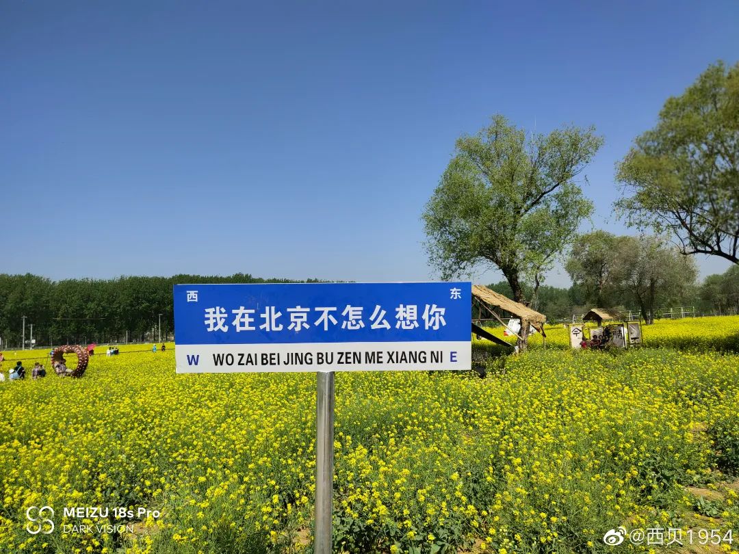 北京周边探秘京城最美油菜花海,北京油菜花必去的地方