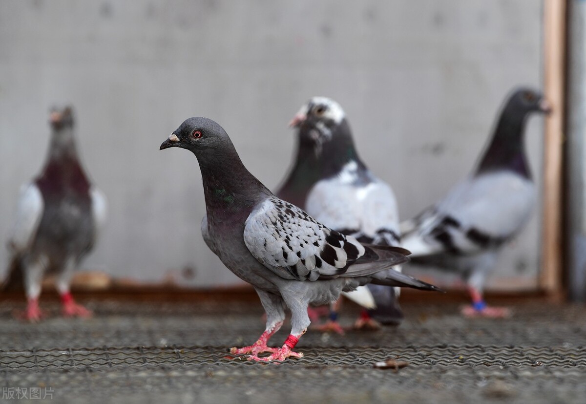 高飞鸽容易丢吗,家飞丢鸽子怎么解决