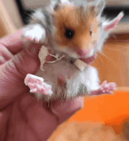 猫狗不停，除了猫狗，这些小可爱，你家的娃都养过了吗？