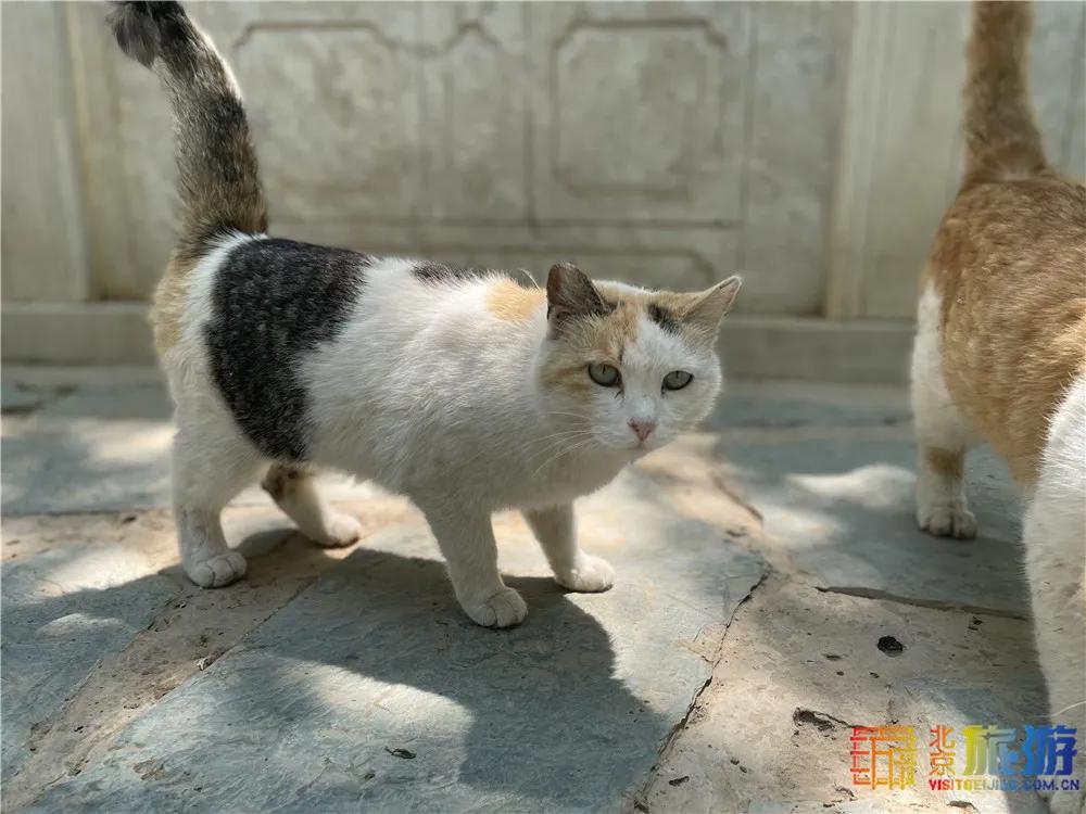 北京故宫的猫为什么叫御猫,故宫最萌的猫是什么猫
