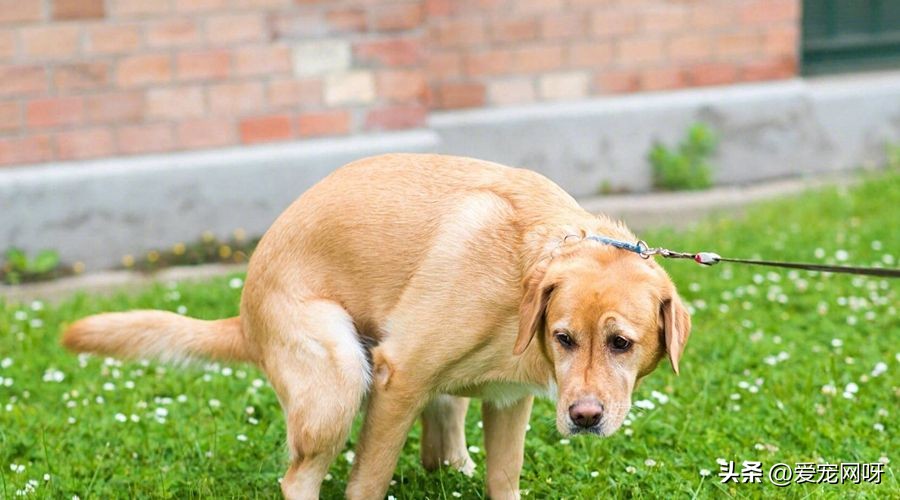 狗狗拉肚子怎么办是凉了吗,狗狗拉肚子精神差