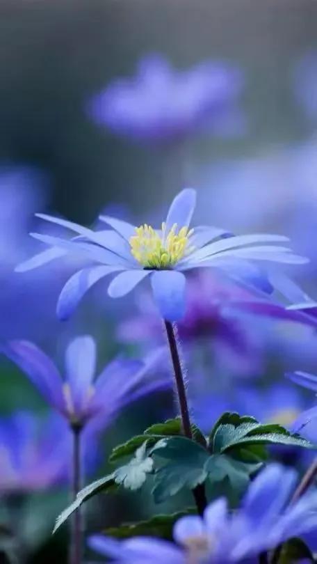 在春暖花开季节遇见浪漫,浪漫总是发生在春暖花开时配音