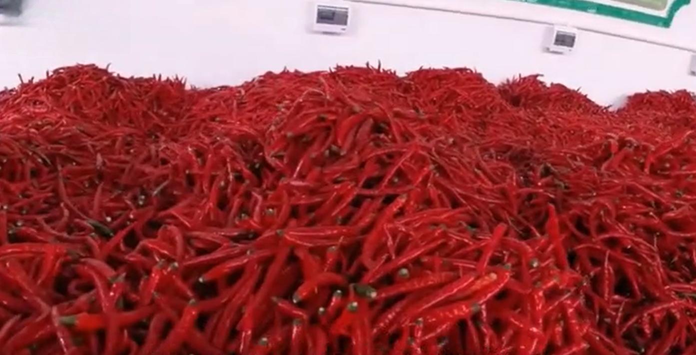 甘肃“辣椒王”刘彦斌,年产值亿万元,带动5000多户农户一同致富