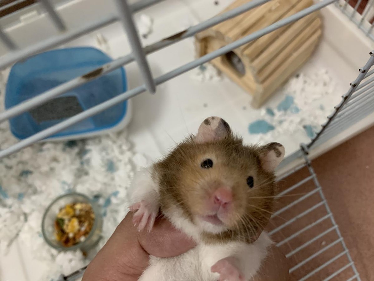 家养仓鼠会有新冠病毒吗,新冠疫情下如何做好预防