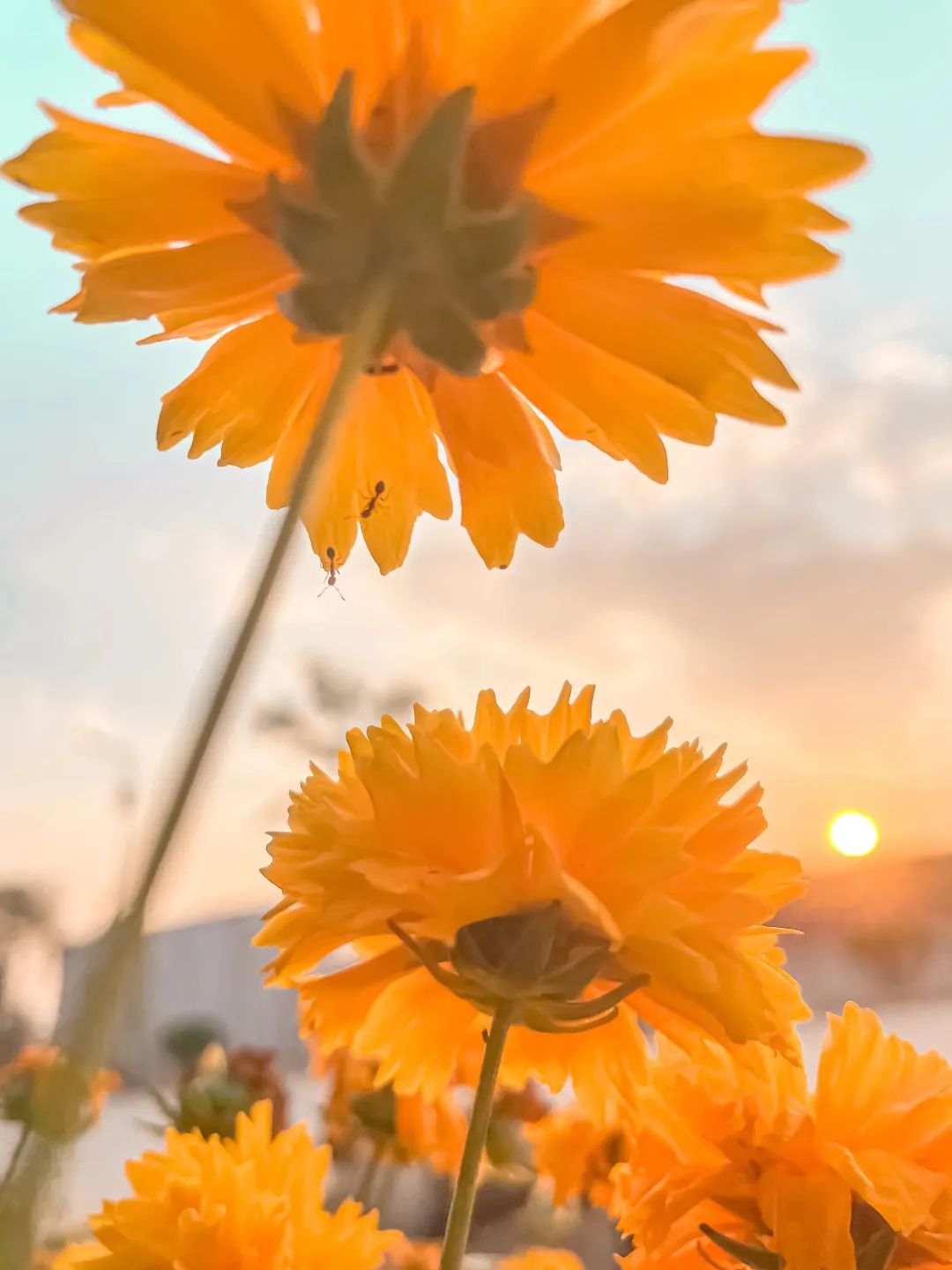 昆明三月赏花攻略出炉,昆明周边最美赏花打卡点